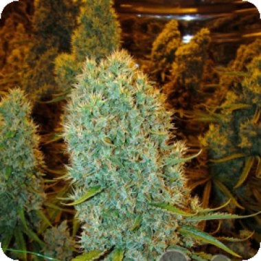 Anesia  Cannabis  Seeds  Big  Bazooka