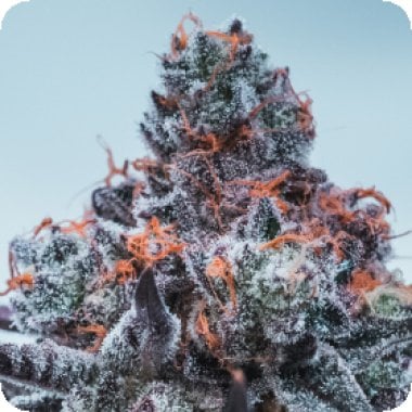 Anesia  Cannabis  Seeds  Deep  Jealousy  Auto