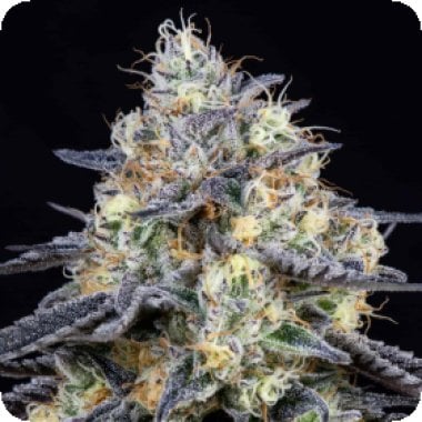 Anesia  Cannabis  Seeds  Foster