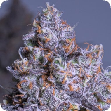 Anesia  Cannabis  Seeds  Frozen  Black  Cherry  Auto