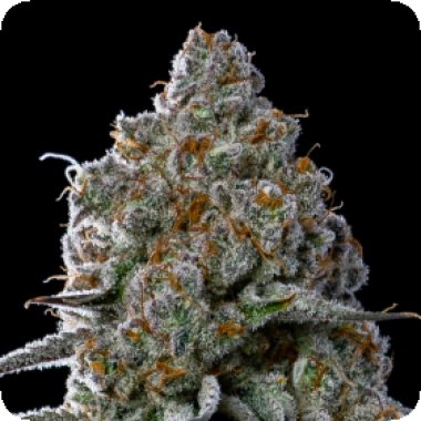Anesia  Cannabis  Seeds  Fryday  Boof