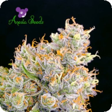 Anesia  Cannabis  Seeds  Future 1