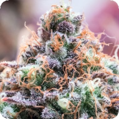 Anesia  Cannabis  Seeds  Future  Island