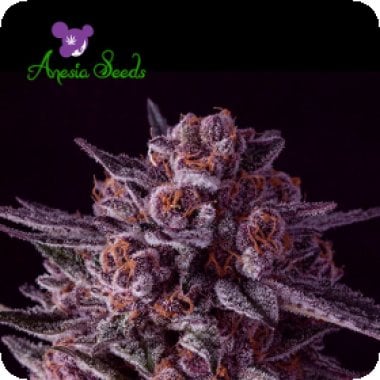 Anesia  Cannabis  Seeds  Gelato  Dream