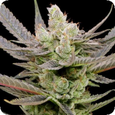 Anesia  Cannabis  Seeds  Glowberry  Rush  Auto