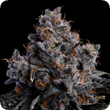 Anesia  Cannabis  Seeds  Grape  Pop  Rocks  Auto
