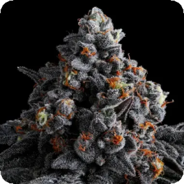 Anesia Cannabis Seeds Indigo Sapphire