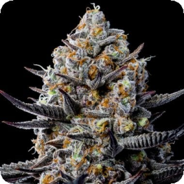 Anesia Cannabis Seeds Jealousy Dankness