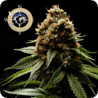 Anesia Cannabis Seeds Landrace Collection Afghanica