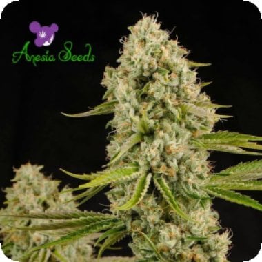 Anesia Cannabis Seeds Landrace Collection Hindu Kush