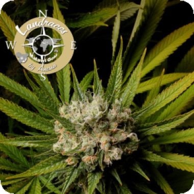 Anesia Cannabis Seeds Landrace Collection Malawi Gold
