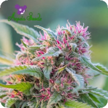 Anesia Cannabis Seeds Landrace Collection Panama Red