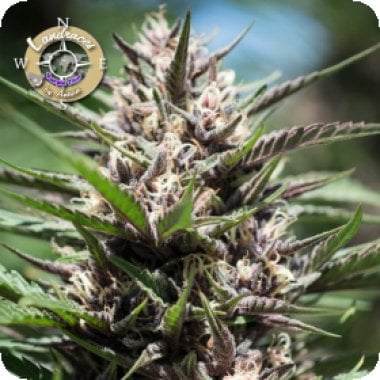 Anesia Cannabis Seeds Landrace Collection Purple Thai