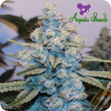 Anesia Cannabis Seeds Original Gorilla Glue 4