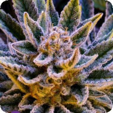 Anesia Cannabis Seeds Pineapple Runtz Auto