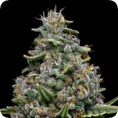 Anesia Cannabis Seeds Pink Matcha Slush