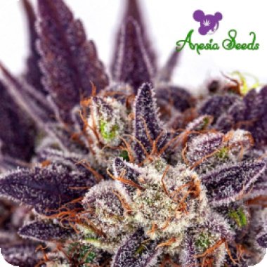 Anesia Cannabis Seeds Purple Domina Auto