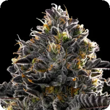 Anesia  Cannabis  Seeds  Purple  Lobster