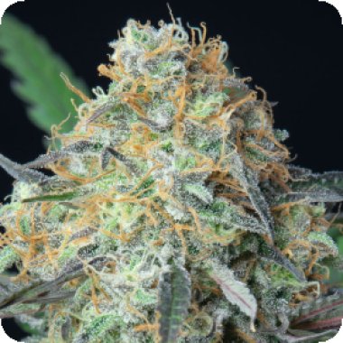 Anesia Cannabis Seeds Rainbow Donut Auto