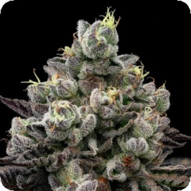 Anesia Cannabis Seeds Red Banana Pudding