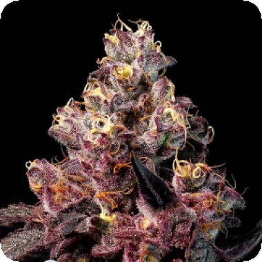 Anesia Cannabis Seeds Rose Soda Auto