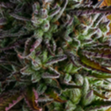 Anesia  Cannabis  Seeds  Strawberry  Pop  Rocks