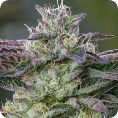 Anesia Cannabis Seeds The Sin