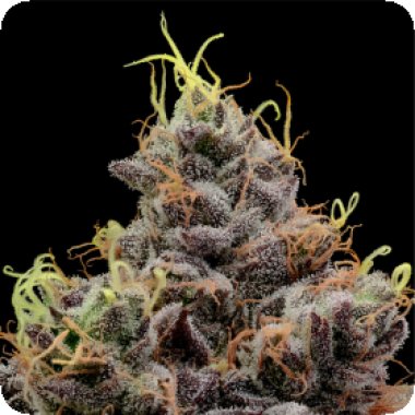 Anesia Cannabis Seeds Think Tank