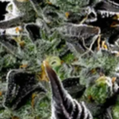 Anesia  Cannabis  Seeds  Violet  Face  Auto