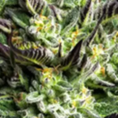 Anesia Cannabis Seeds Wham Boom