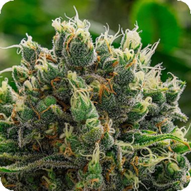 Anesia Cannabis Seeds White Runtz
