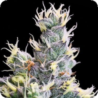 Anesia Cannabis Seeds Yuhbary Auto
