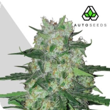Auto Cannabis Seeds Ak47 Auto
