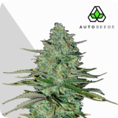 Auto  Cannabis  Seeds  Apple  Fritters  Auto