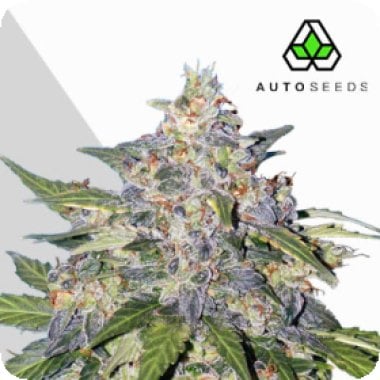Auto  Cannabis  Seeds  Blueberry  Auto