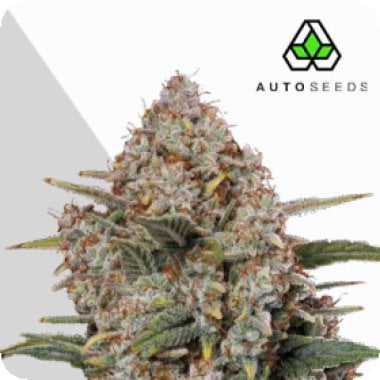 Auto  Cannabis  Seeds  Gorilla  Cookies  Auto