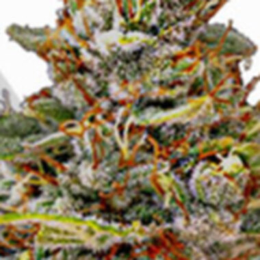 Auto Cannabis Seeds Og Kush Auto