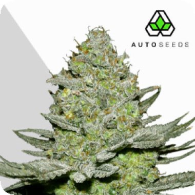 Auto Cannabis Seeds Sour Diesel Auto