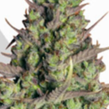 Auto Cannabis Seeds Wedding Cake Auto