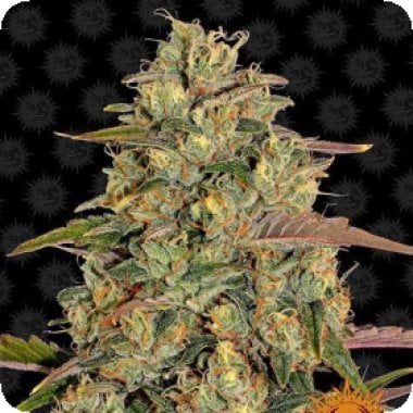 Barneys Farm Cannabis Seeds Amnesia Lemon