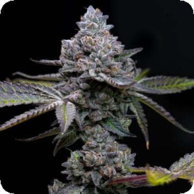 Barneys Farm Cannabis Seeds Apple Fritter