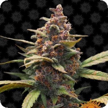 Barneys Farm Cannabis Seeds Ayahuasca Purple