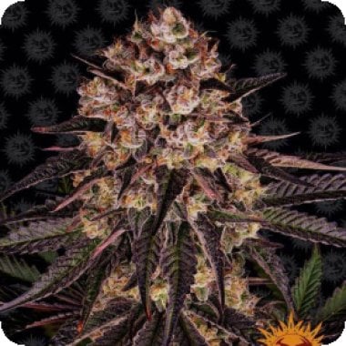 Barneys Farm Cannabis Seeds Biscotti Mintz