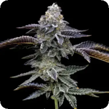 Barneys Farm Cannabis Seeds Blue Dream