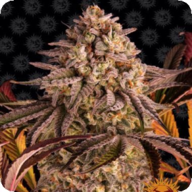 Barneys Farm Cannabis Seeds Blue Sunset Sherbert