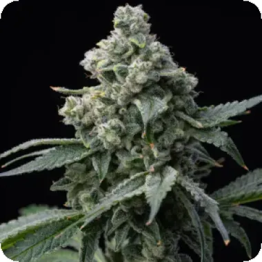Barneys Farm Cannabis Seeds Bruce Banner