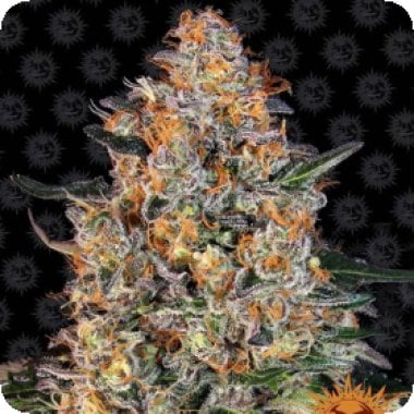 Barneys Farm Cannabis Seeds Bubba Kush