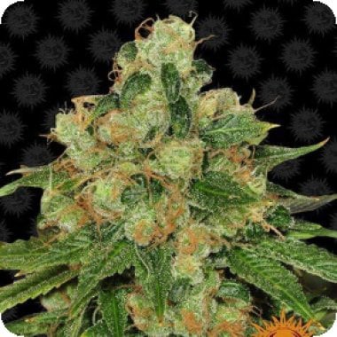 Barneys Farm Cannabis Seeds Cbd Caramel