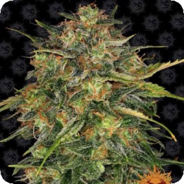 Barneys Farm Cannabis Seeds Cheese