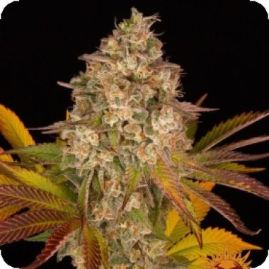 Barneys Farm Cannabis Seeds Cookies Kush Auto